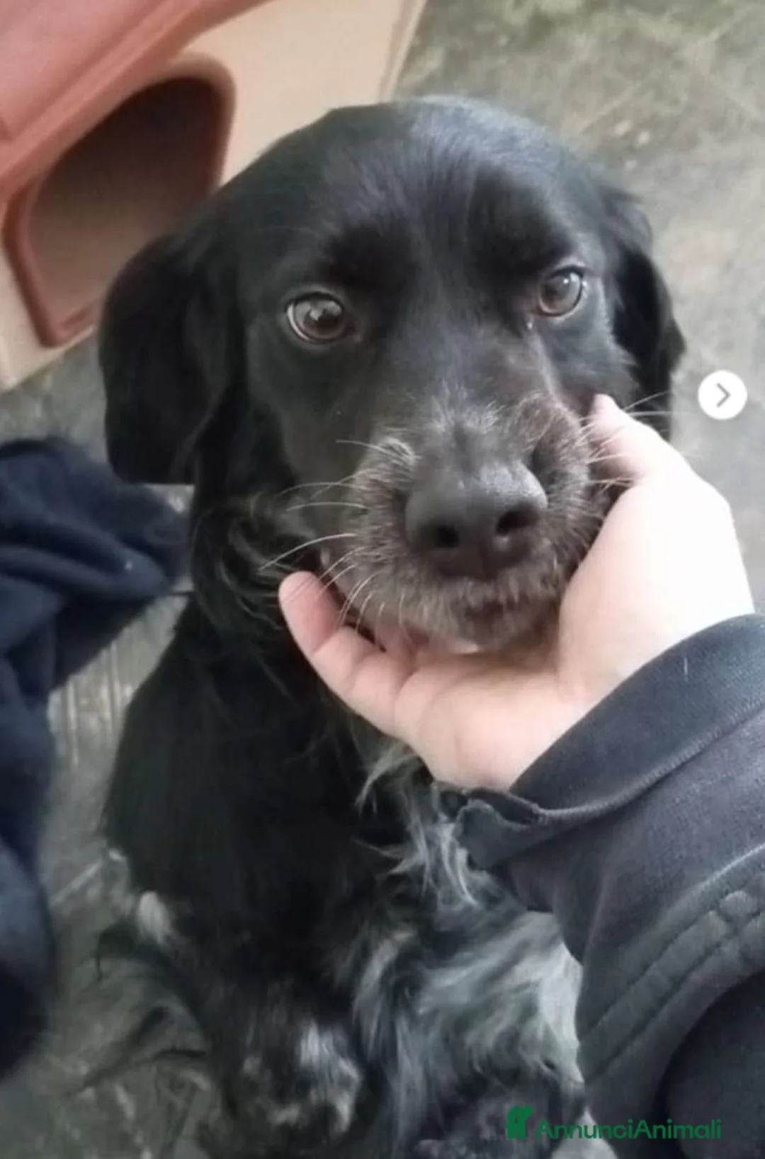 Breton cani in regalo: Breton 2anni finito in canile a Marzo.. PUGLIA SOS a Città metropolitana di Milano - Annuncio 2