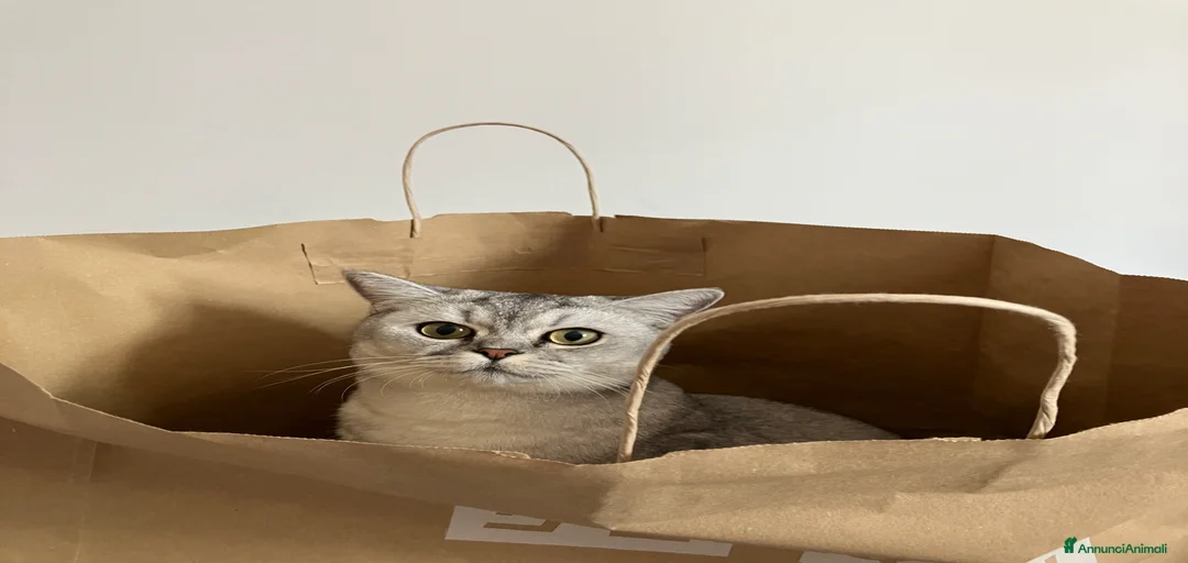 Immagine della galleria {{count}}