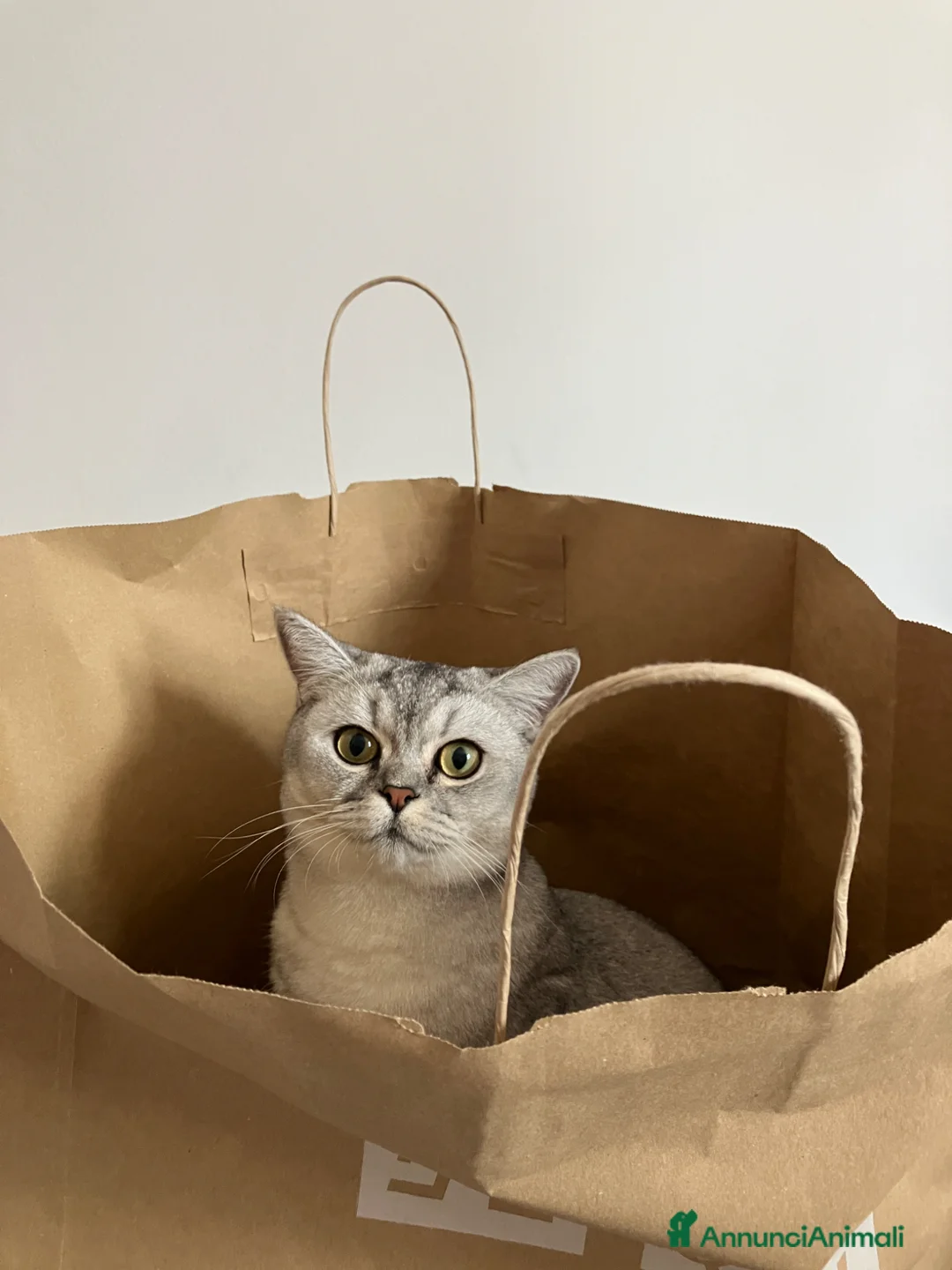 Immagine della galleria {{count}}