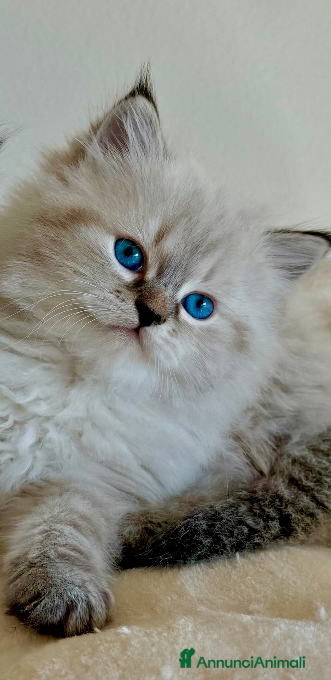 Siberiano gatti in vendita: Gattini siberiani - Annuncio 2