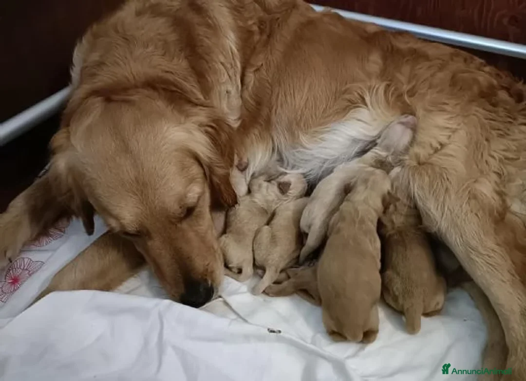 Golden Retriever cani in vendita: Disponibili Golden Retriever - Annuncio 3