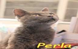 Certosino gatti in regalo: Stupenda PERLA💝 - Annuncio 5