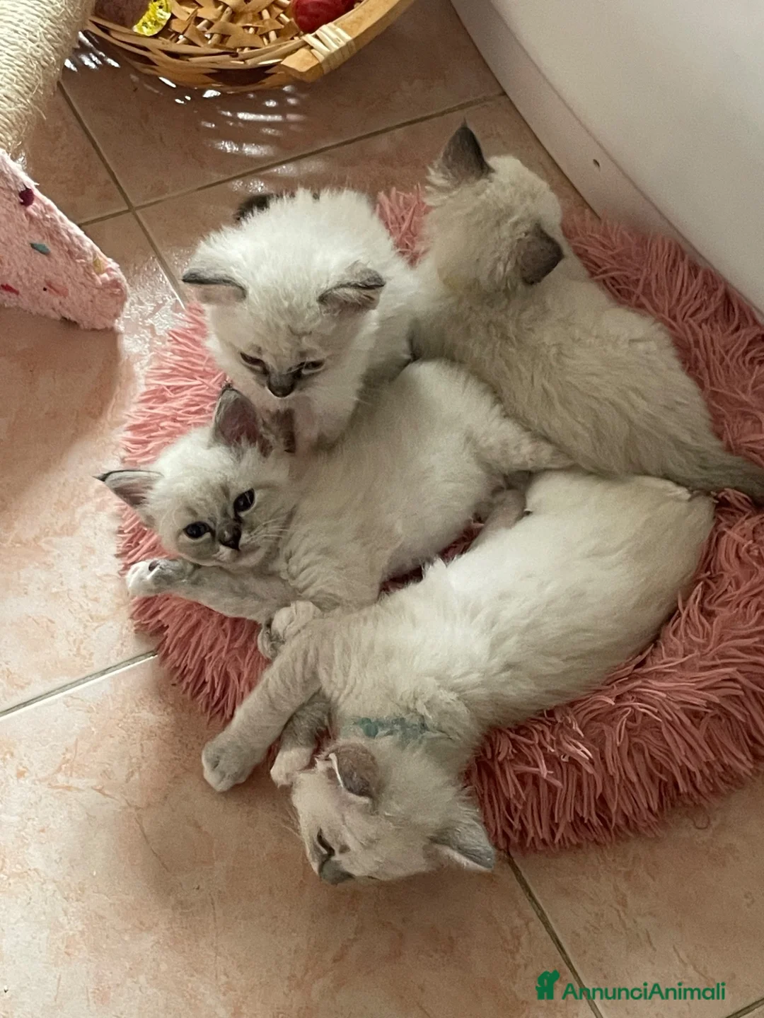Ragdoll gatti in vendita: Ragdoll maschi - Annuncio 13