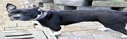 Meticcio cani in regalo: ZARA PIT TRISTE - Annuncio 9