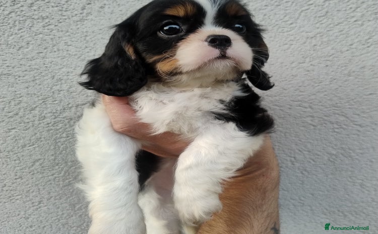 Cavalier King cani a Provincia di Lecco - Annuncio 2
