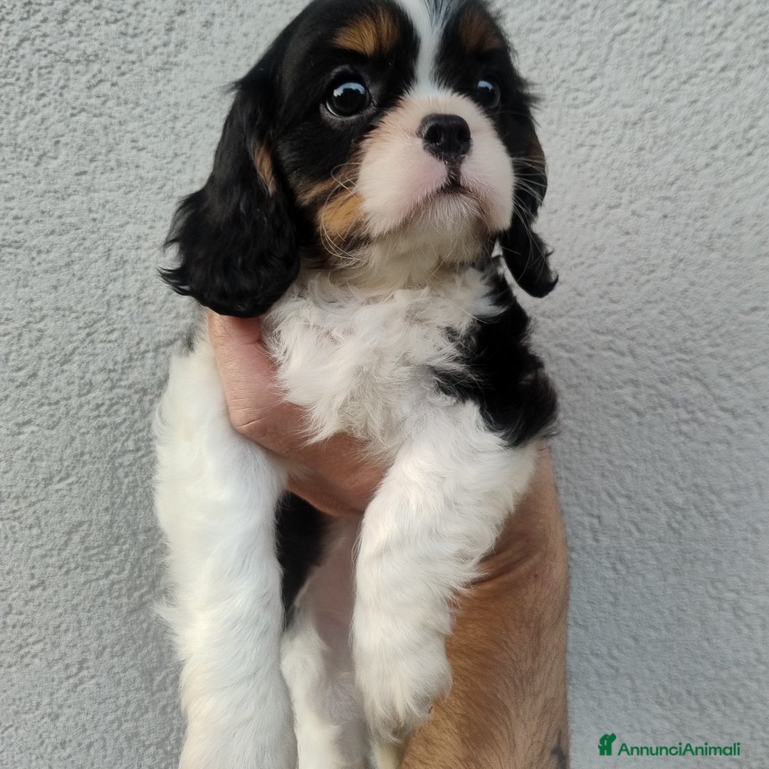 Cavalier King cani in vendita: Cavalier king con pedigree pronta da subito  a Provincia di Lecco - Immagine 1
