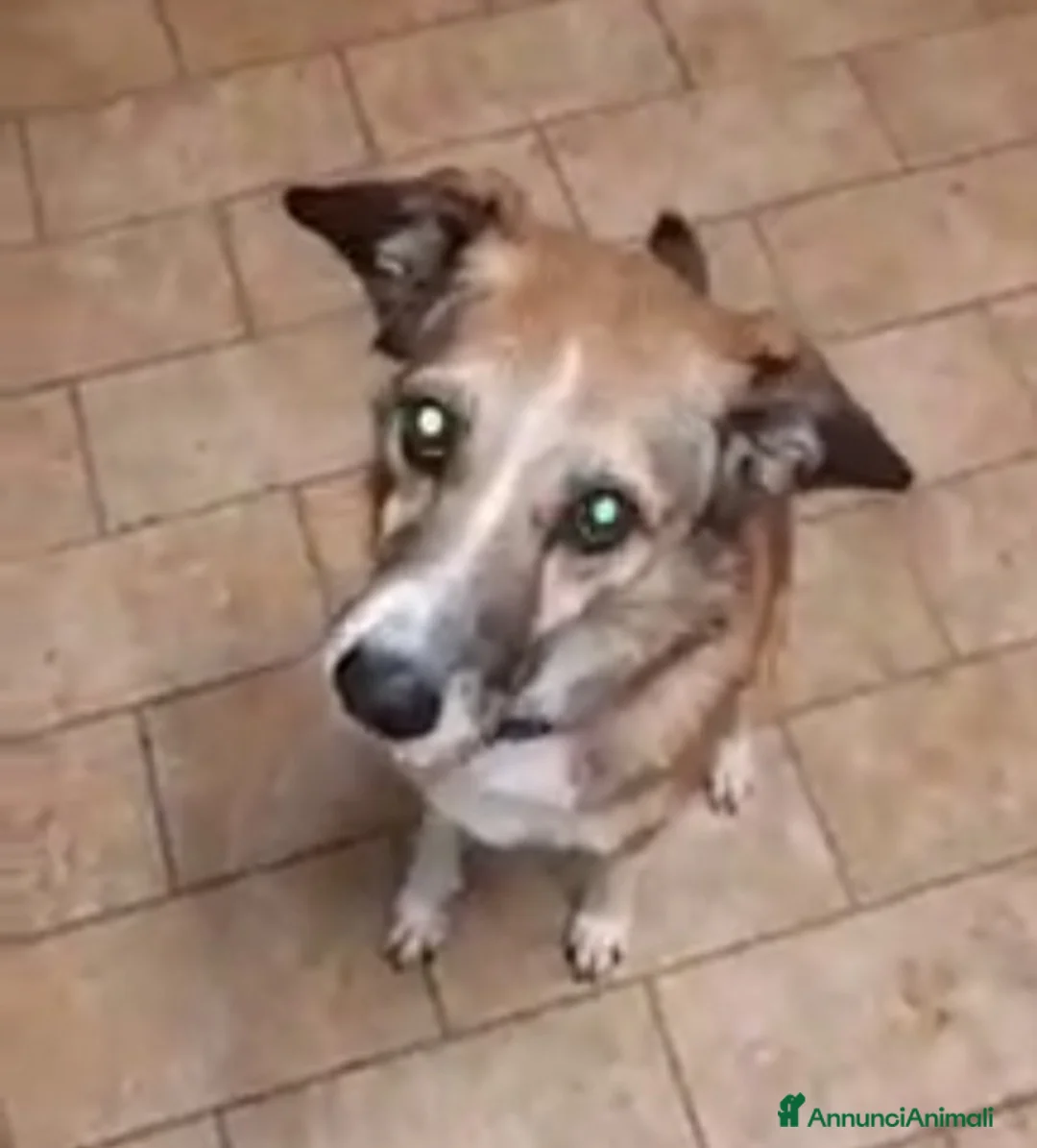 Meticcio cani in regalo: 8anni kg16 mollata 4anni fa dai padroni.PIACENZA a Città Metropolitana di Milano - Annuncio 5