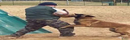 Pastore Belga cani in vendita: Malinois cuccioli - Annuncio 6