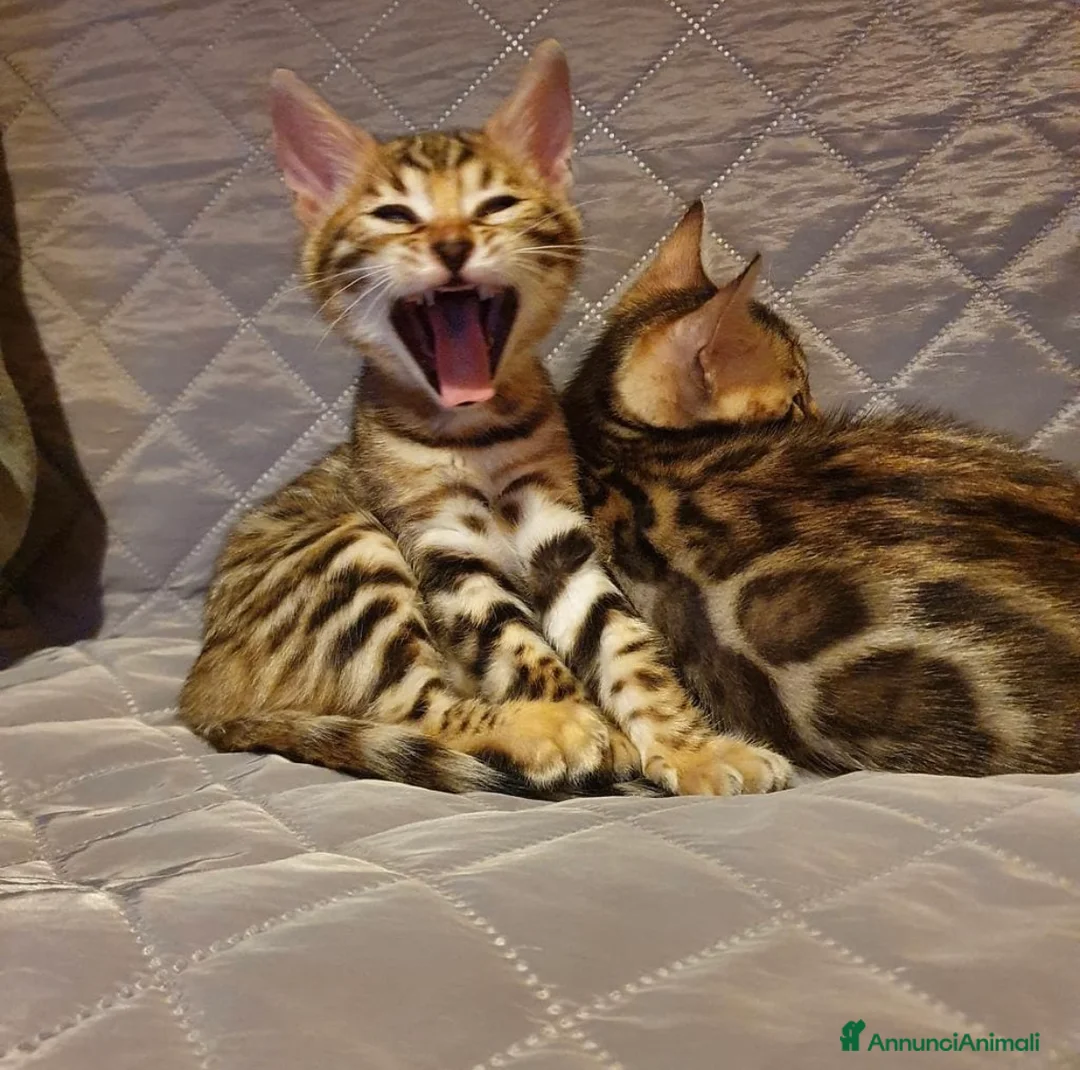 Bengala gatti in vendita: Cuccioli bengala - Annuncio 4
