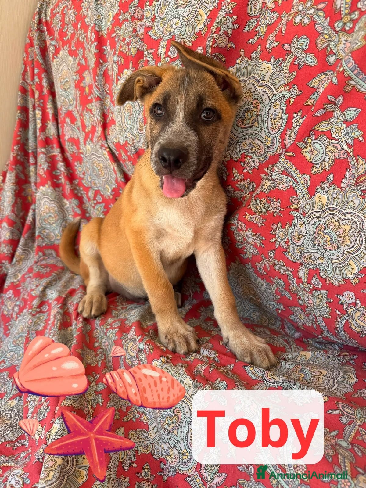 Meticcio cani Tohby - Annuncio 20