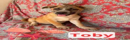 Meticcio cani in regalo: Tohby - Annuncio 1