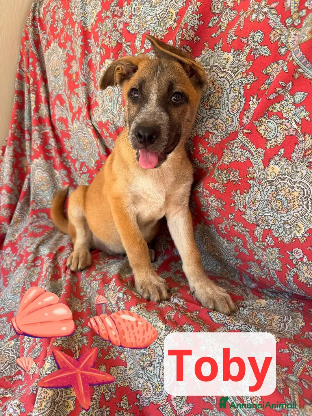 Meticcio cani in regalo: Tohby - Annuncio 1