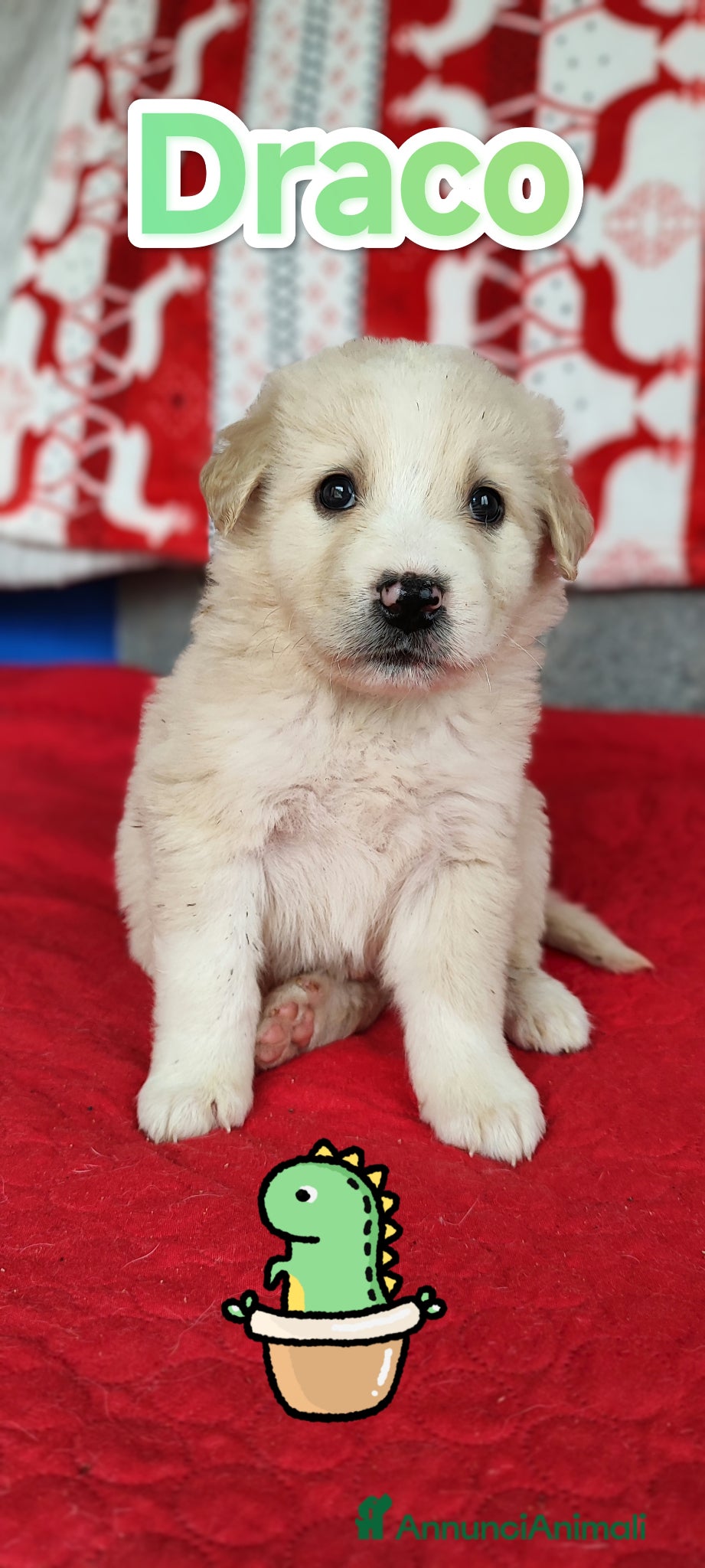 Meticcio cani Sette cuccioli cercano adozione in famiglia - Annuncio 30