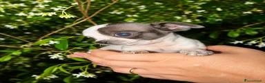 Chihuahua Cucciola 