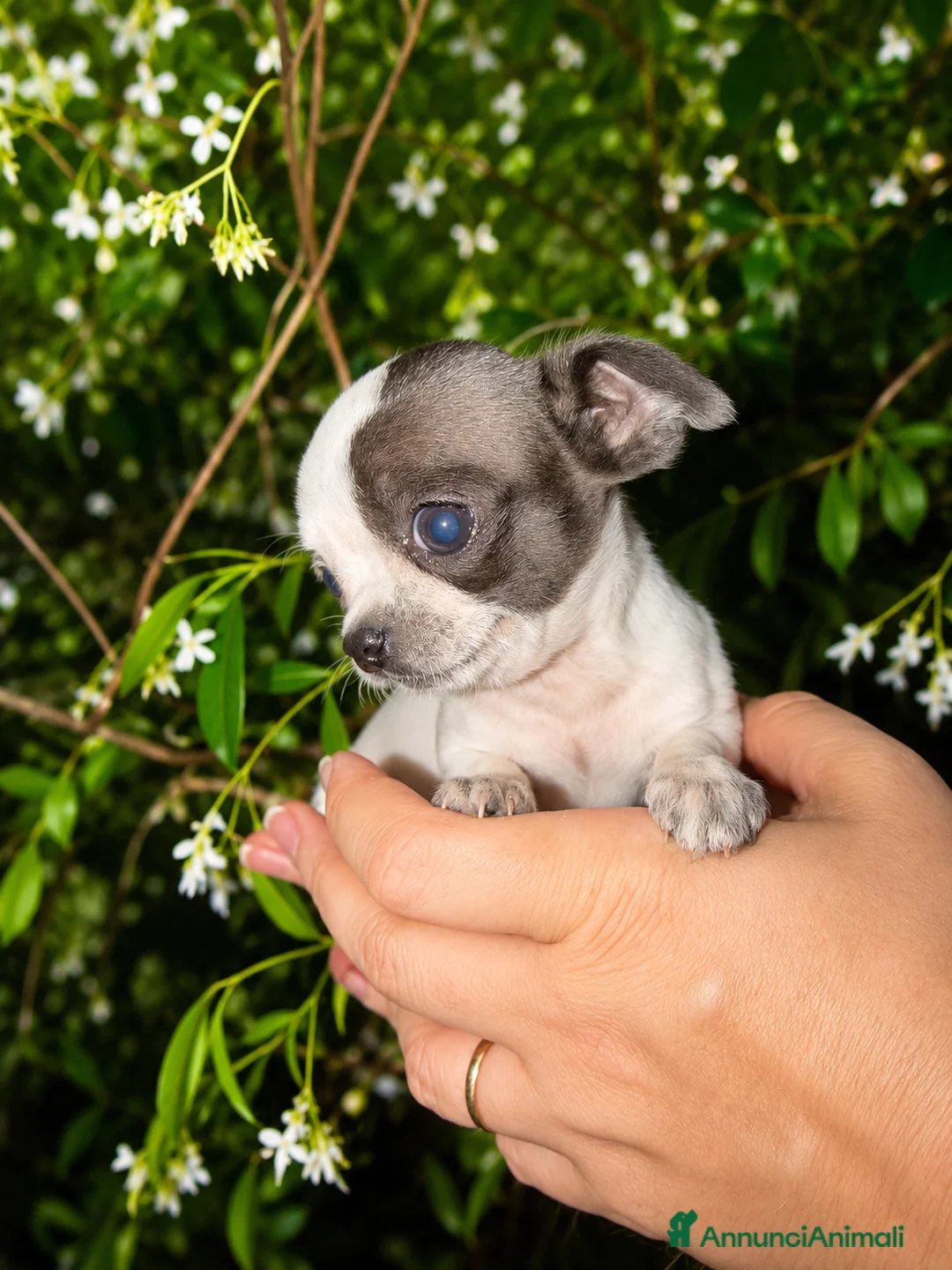 Chihuahua cani in vendita: Chihuahua toy - Annuncio 1