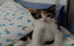 Altre razze gatti in regalo: Zoe, Micia Calico Dolce e Vivace! a Provincia di Varese - Immagine 5