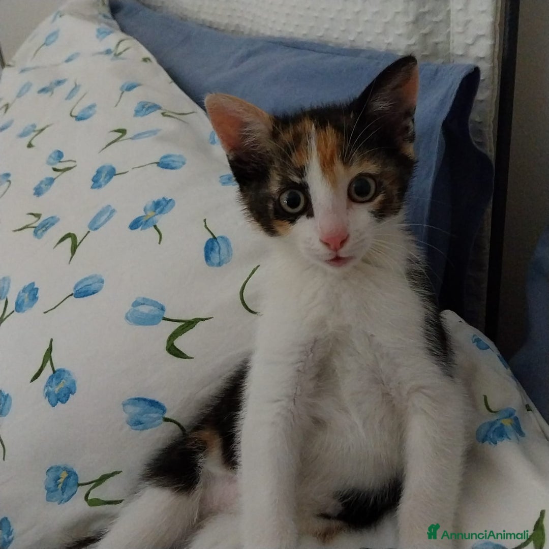 Altre razze gatti in regalo: Zoe, Micia Calico Dolce e Vivace! a Provincia di Varese - Immagine 5