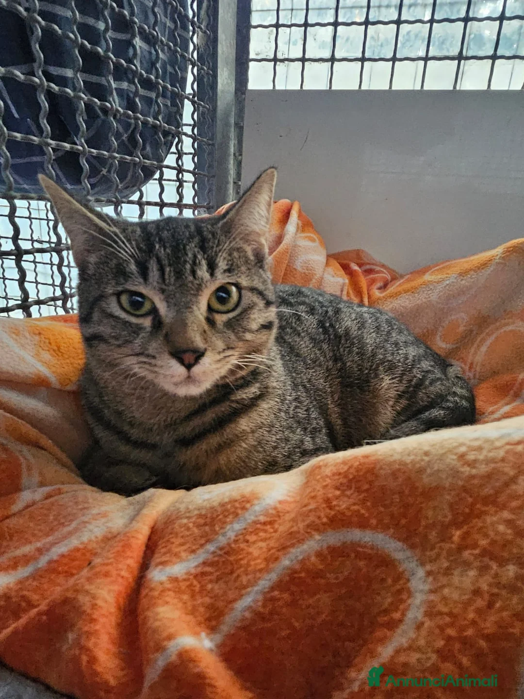 Altre razze gatti in regalo: CERCA CASA 🏡  - Annuncio 2
