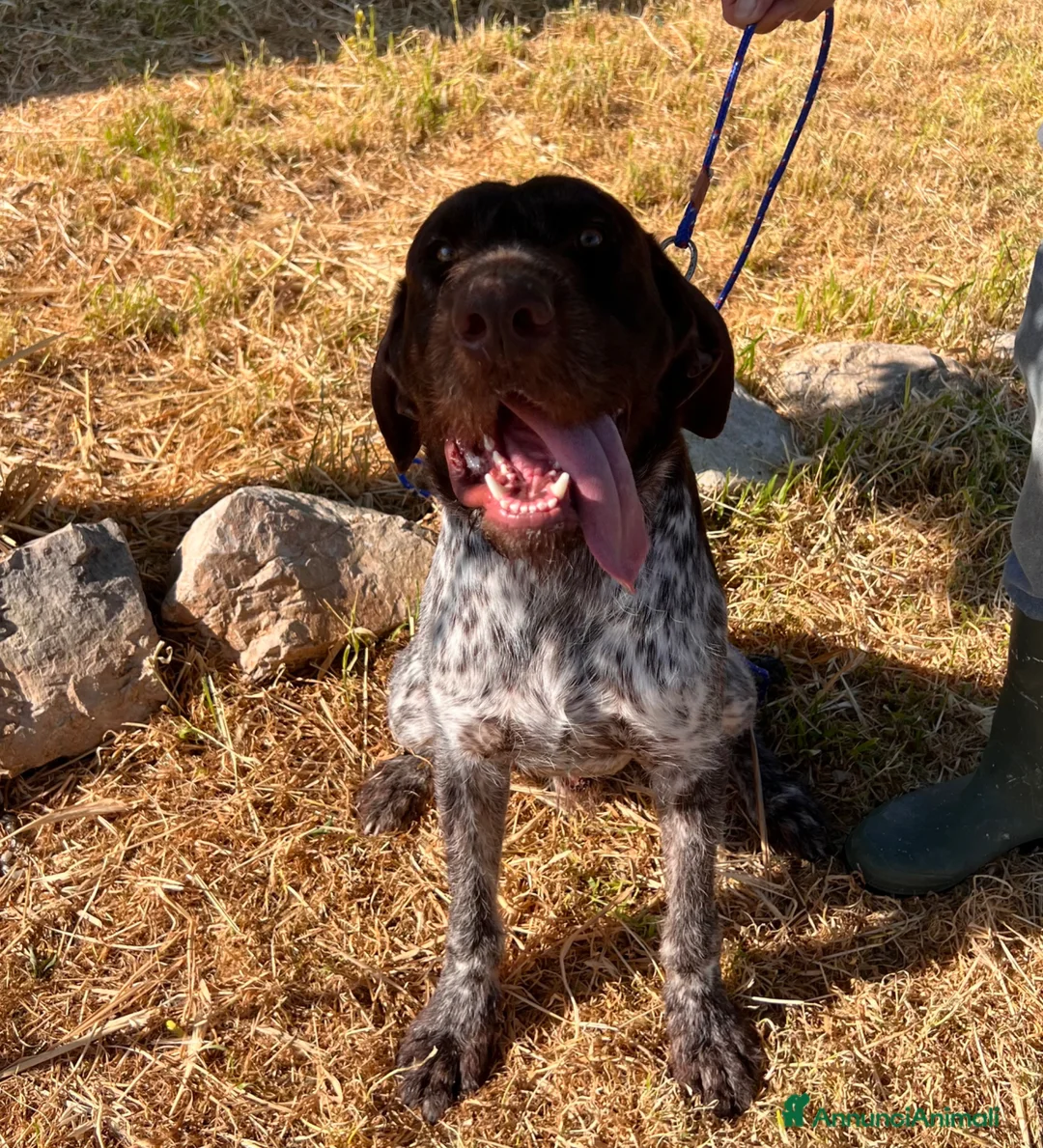 Drahthaar cani in vendita: Cucciola e cucciolone Drahthaar a Provincia di Latina - Annuncio 10