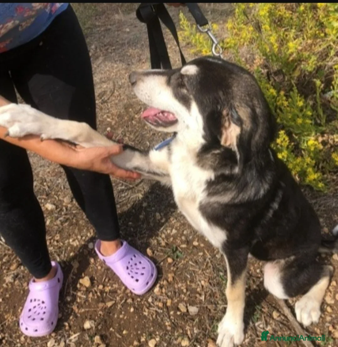 Meticcio cani in regalo: Mix Australian Shepherd 11mesi INVISIBILE.SICILIA - Annuncio 4