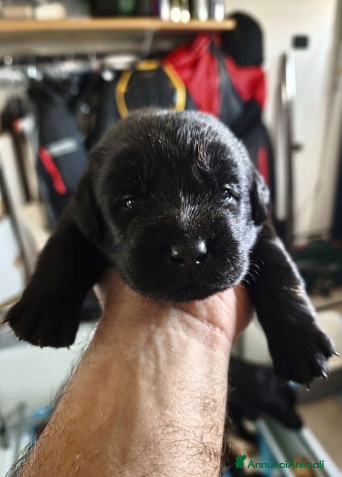 Labrador cani Cuccioli di Labrador retriever neri e gialli - Annuncio 1