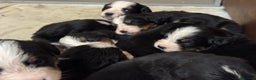 Bovaro del Bernese cani in vendita: Cuccioli Bernese da famiglia (privati) - Annuncio 21