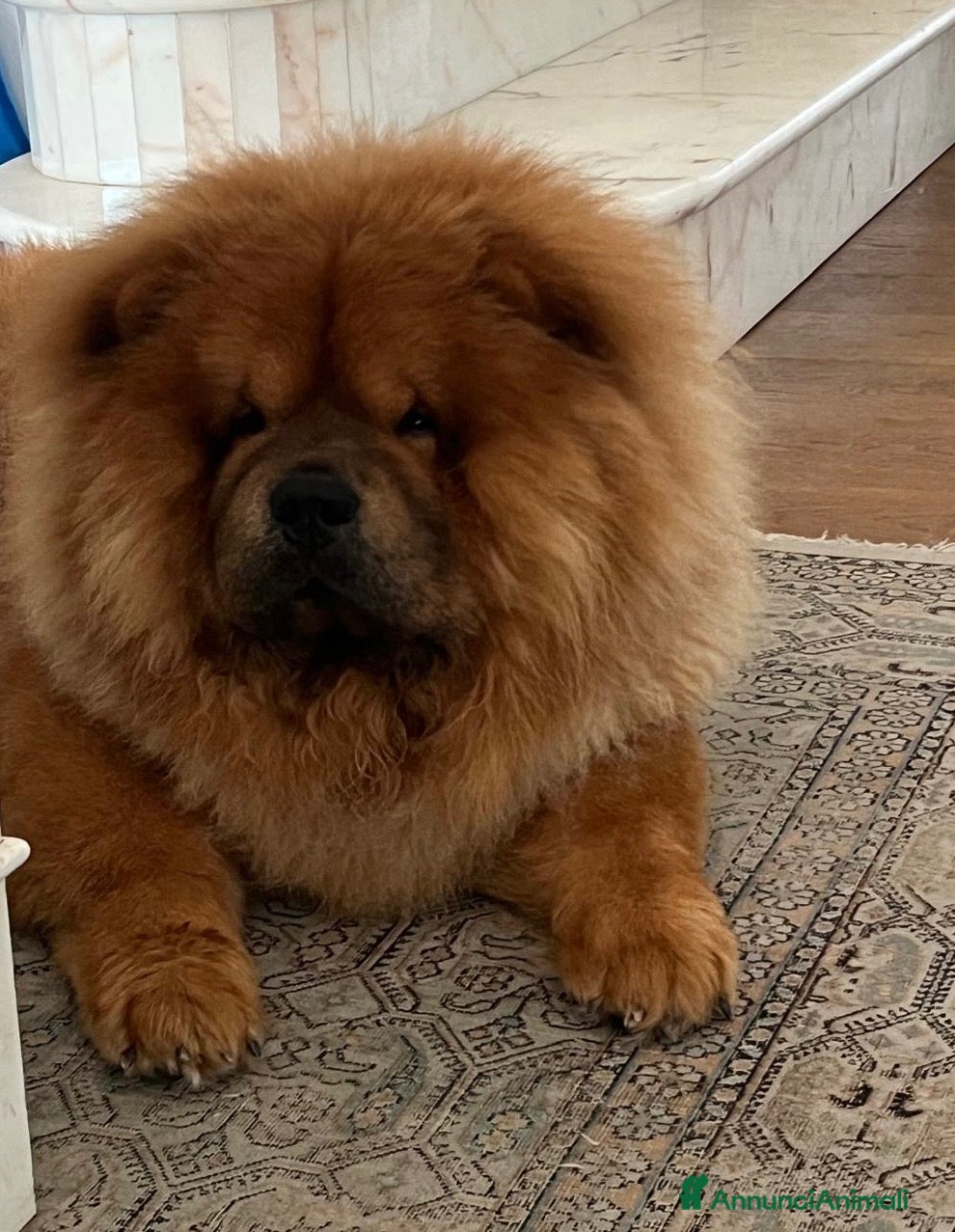Chow Chow cani Chow Chow fulvo con pedigree disponibile per monta - Annuncio 15