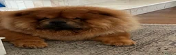 Chow Chow cani per accoppiamento: Chow Chow fulvo con pedigree disponibile per monta a Città Metropolitana di Torino - Annuncio 1
