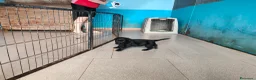 Labrador cani in vendita: Cuccioli neri di Labrador Retriever - Annuncio 4