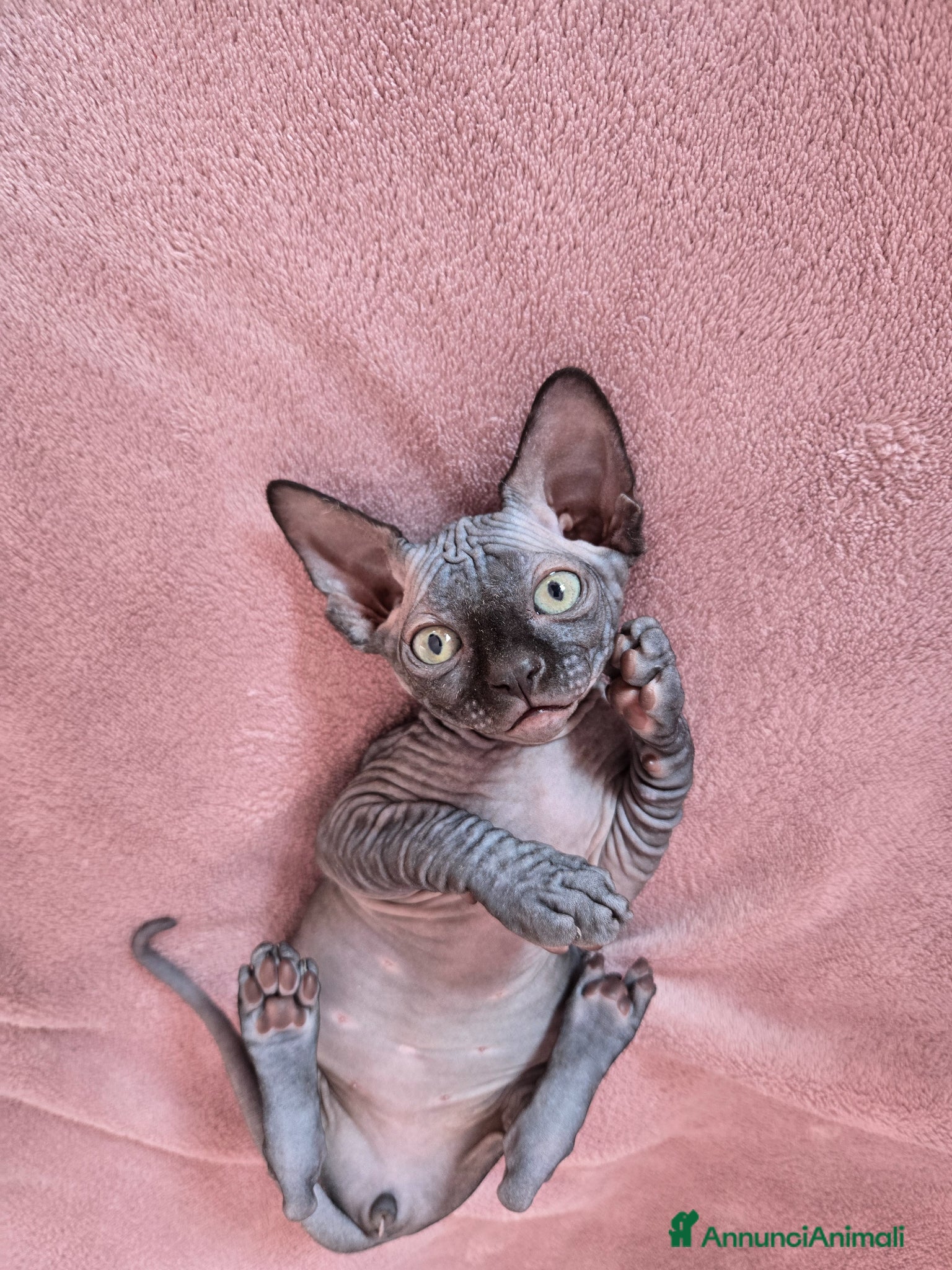 Sphynx gatti Cucciolo Sphynx Nero - Annuncio 2
