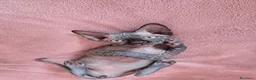Sphynx gatti in vendita: Cucciolo Sphynx Nero - Annuncio 1