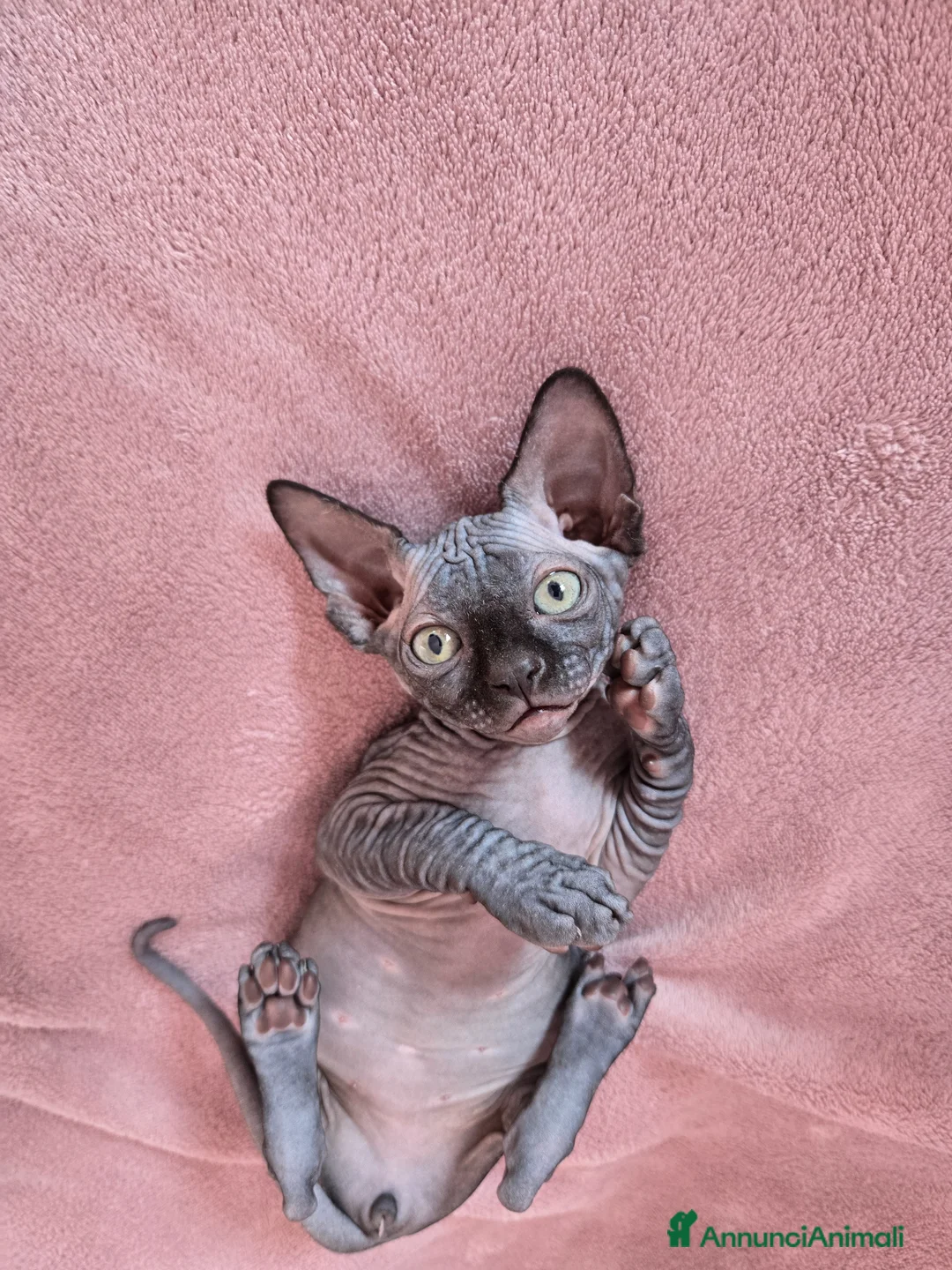 Sphynx gatti in vendita: Cucciolo Sphynx Nero - Annuncio 1