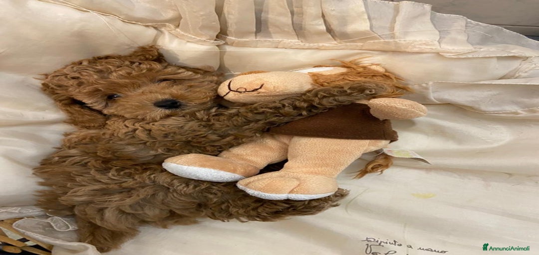 Immagine della galleria {{count}}