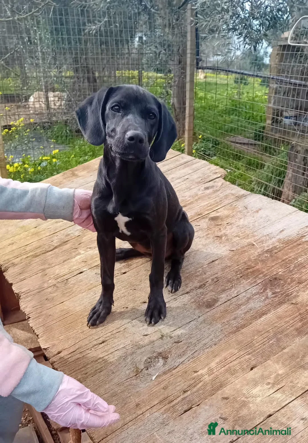 Altre razze cani in regalo: margy - Annuncio 2