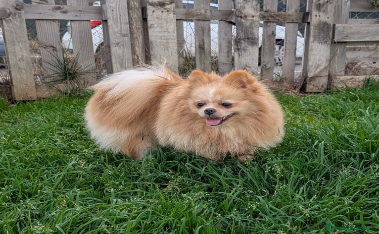 Spitz cani a Provincia di Latina - Annuncio 3