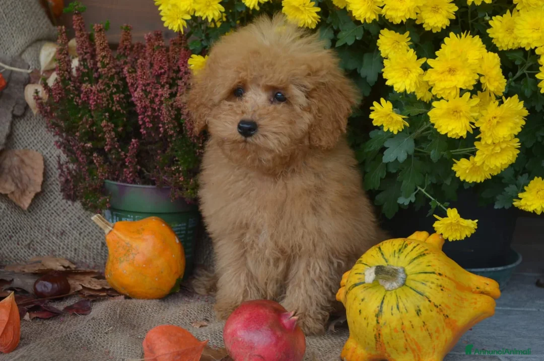 Immagine della galleria {{count}}