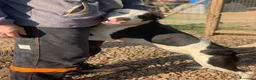 Meticcio cani in regalo: Gypsy peperina dal cuore grande - Annuncio 2