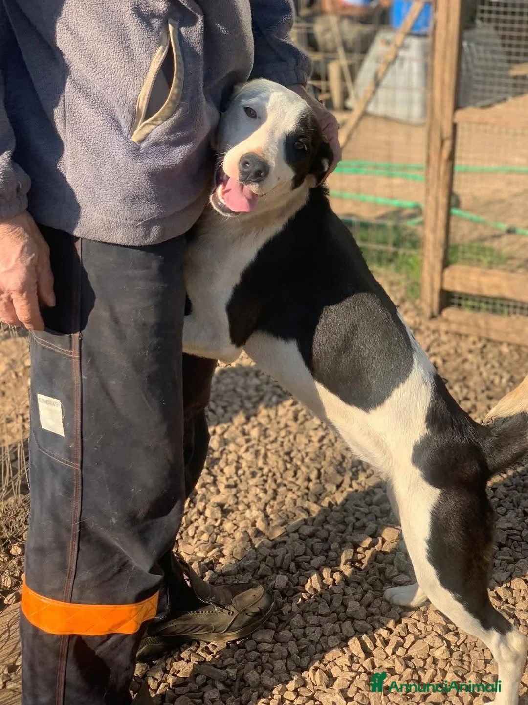 Meticcio cani in regalo: Gypsy peperina dal cuore grande - Annuncio 2