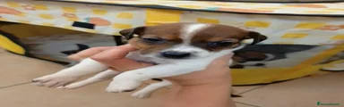 Jack Russell Cucciolo 1