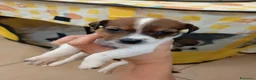 Jack Russell cani in vendita: Jack Russell  - Annuncio 2