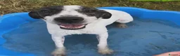 Meticcio cani in regalo: Fatima, cucciola strepitosa cera famiglia - Annuncio 4