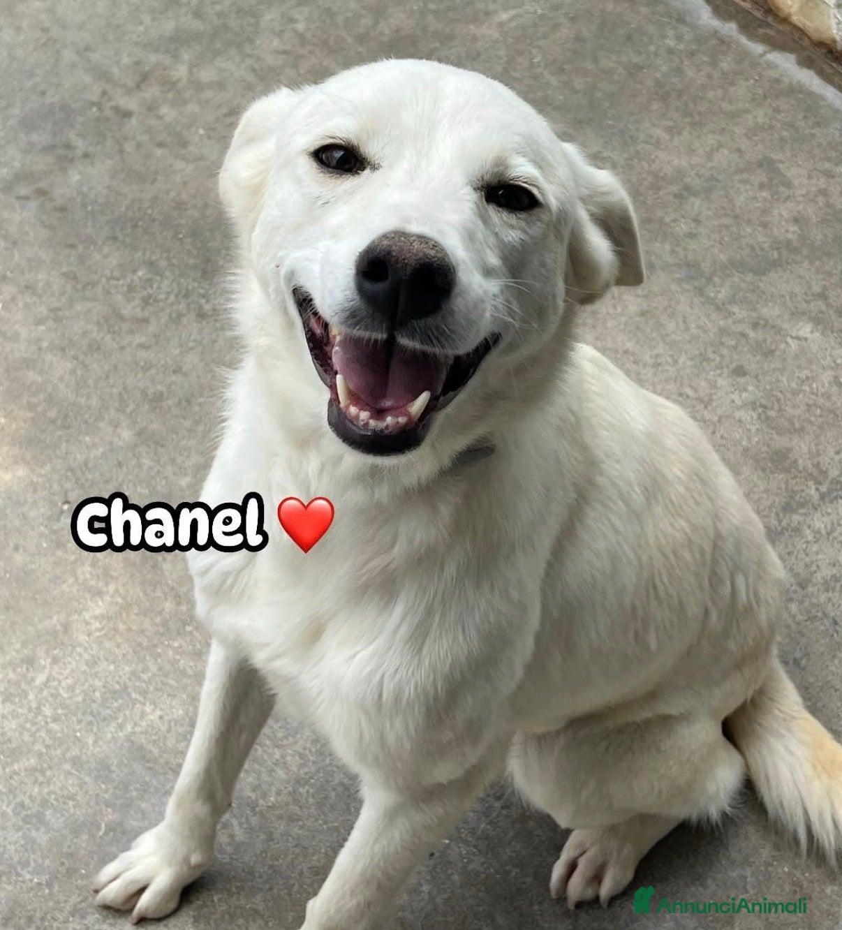 Meticcio cani CHANEL CERCA CASA🏡 🐾 - Annuncio 27