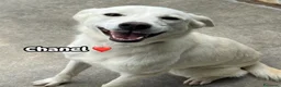 Meticcio cani in regalo: CHANEL CERCA CASA🏡 🐾 a Città Metropolitana di Bologna - Annuncio 1