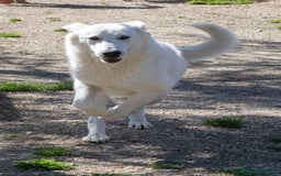 Meticcio cani in regalo: DEMYR CERCA FAMIGLIA a Città Metropolitana di Torino - Immagine 5