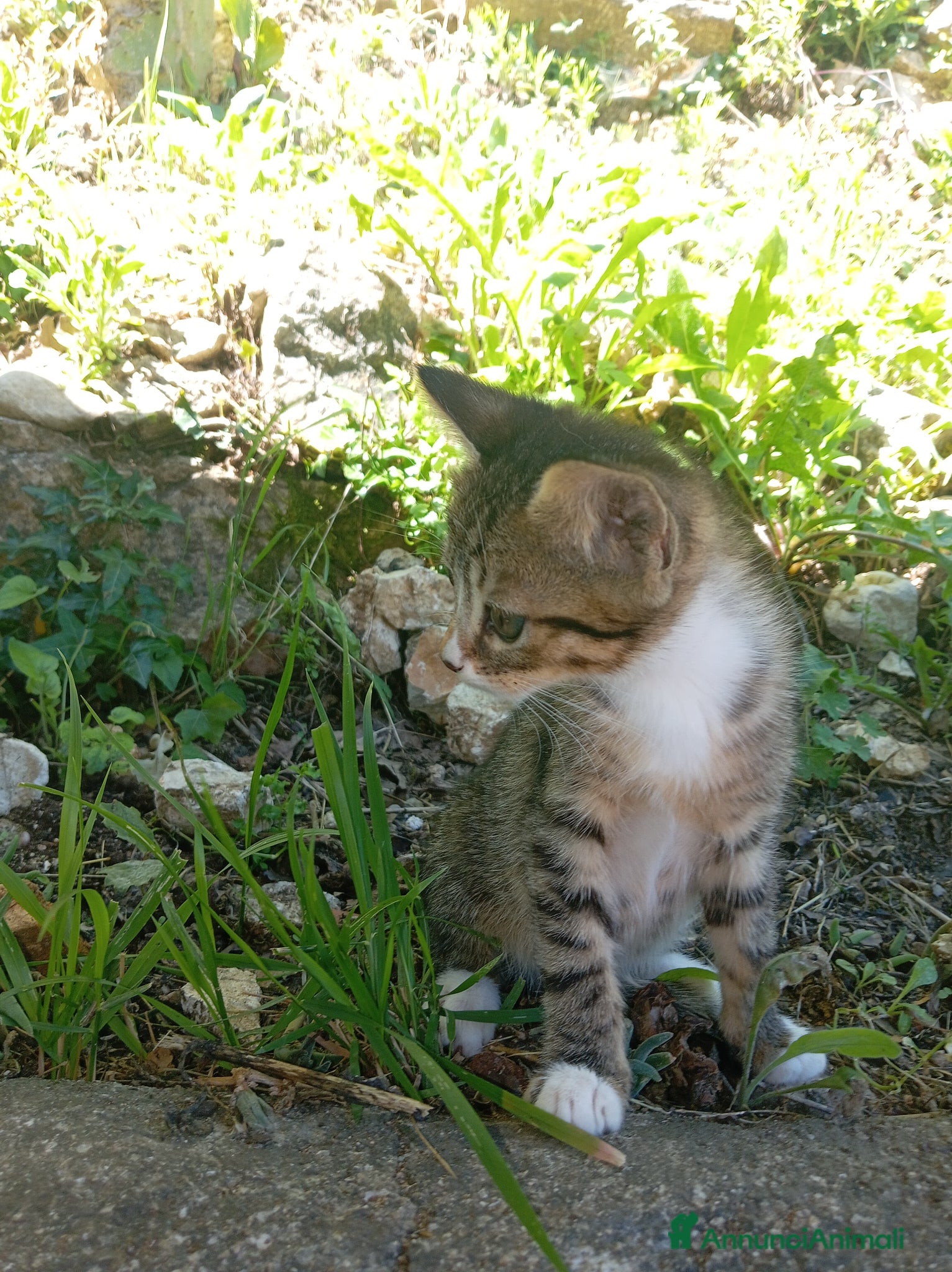 Meticcio gatti Regalo meravigliosa gattina  - Annuncio 2