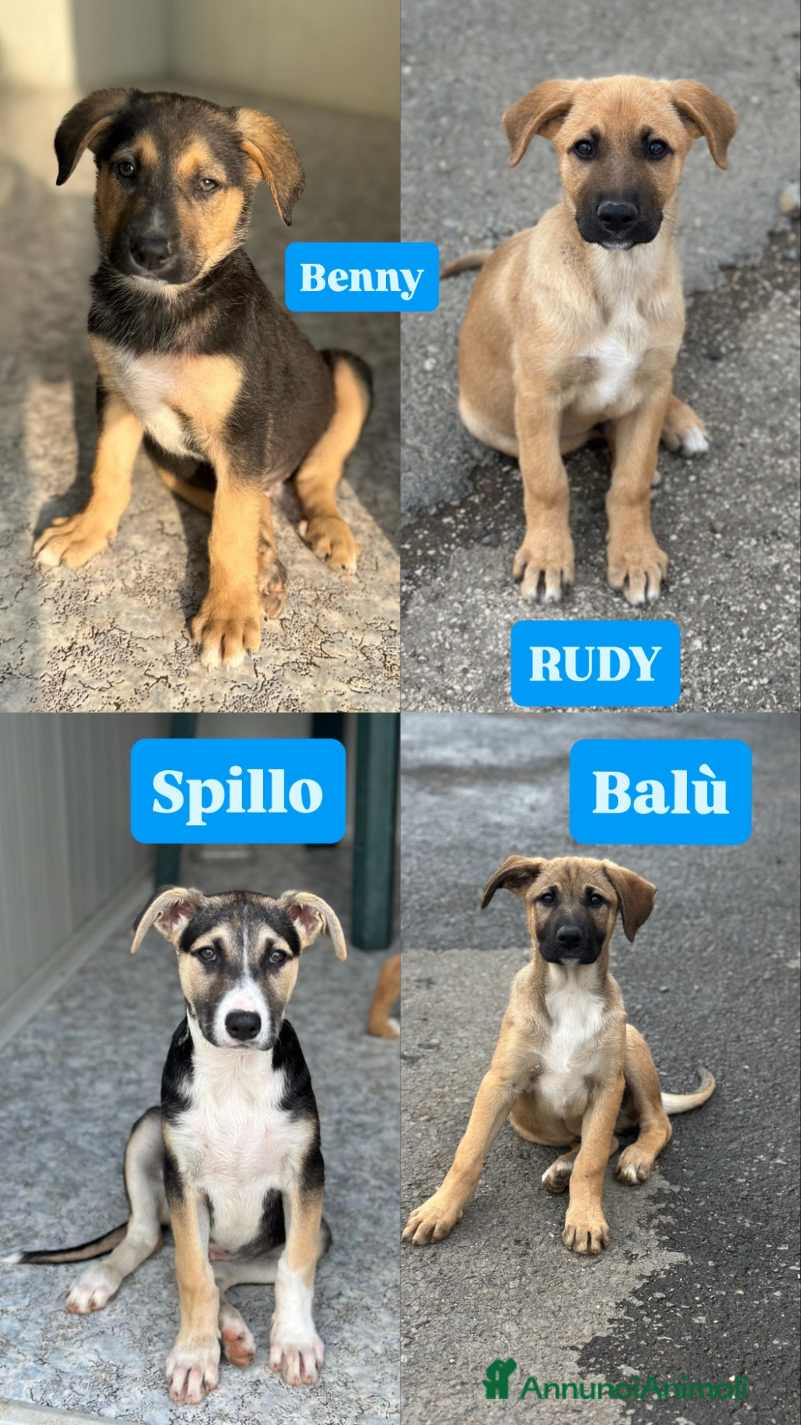 Meticcio cani MERAVIGLIE CERCANO CASA - Annuncio 2