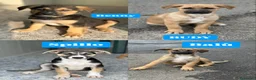 Meticcio cani in regalo: MERAVIGLIE CERCANO CASA - Annuncio 4