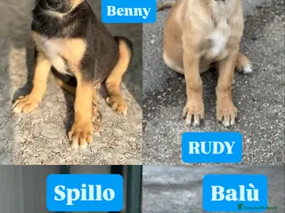 Meticcio cani MERAVIGLIE CERCANO CASA - Annuncio 2
