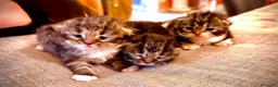 Scottish gatti in vendita: Cuccioli simil scottish no pedigree  - Annuncio 4