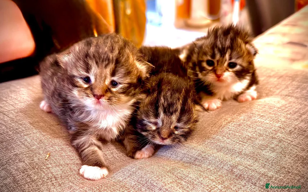 Scottish gatti in vendita: Cuccioli simil scottish no pedigree  - Annuncio 4